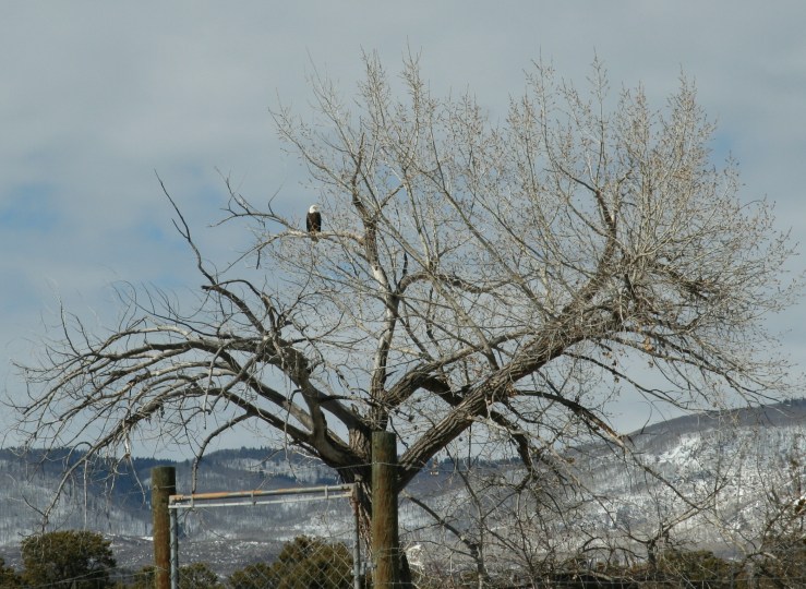 Bald eagle by Christie Aschwanden